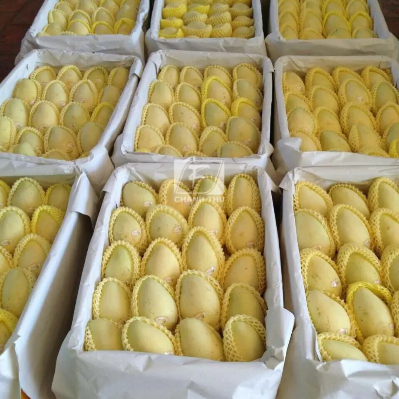 Mango Export Cat Chu  Packing High Quality Carton Type Sweet Taste Mango Export From Vietnam