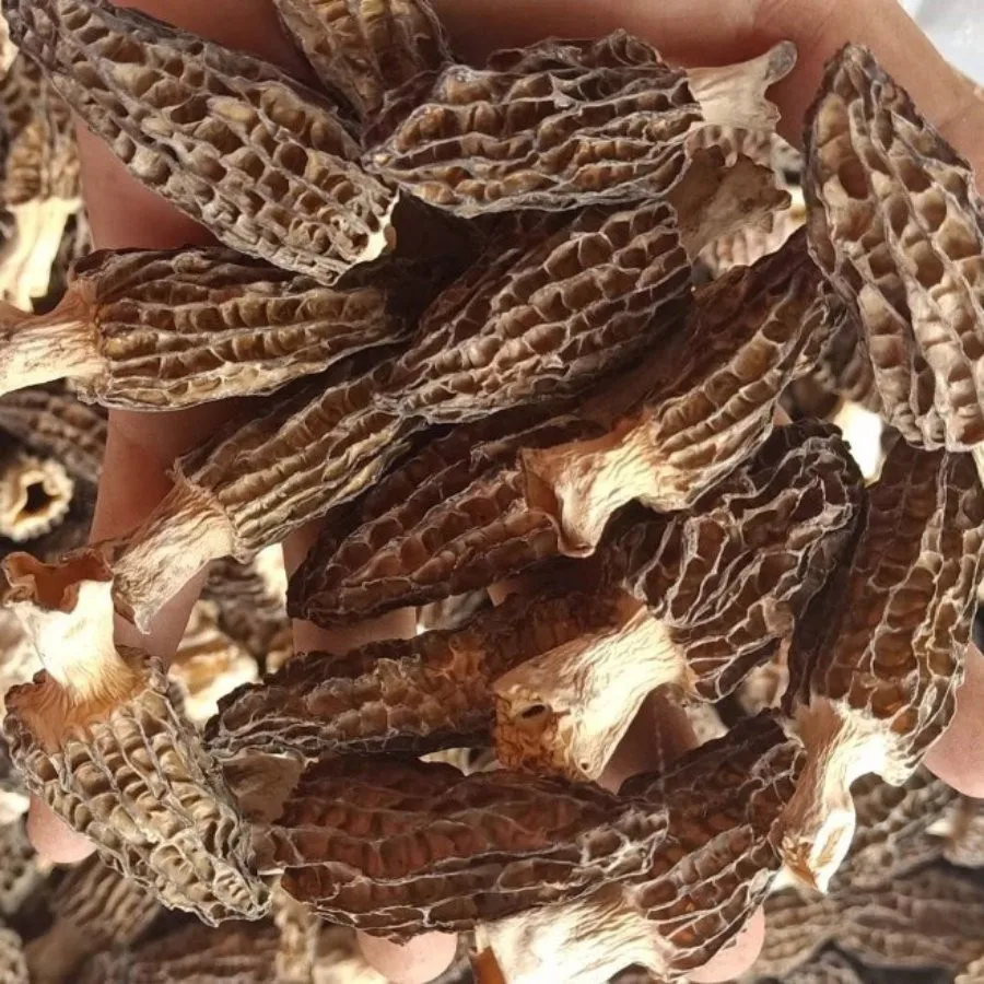 MUSHROOMS Dried Black Morels Mushrooms for Sale Akina