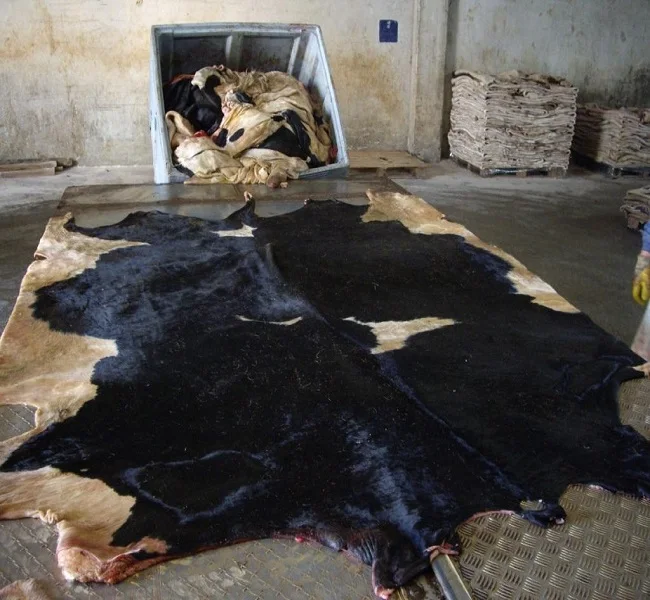 Wet salted cow Hides /skin cow heads animal skins for leathers