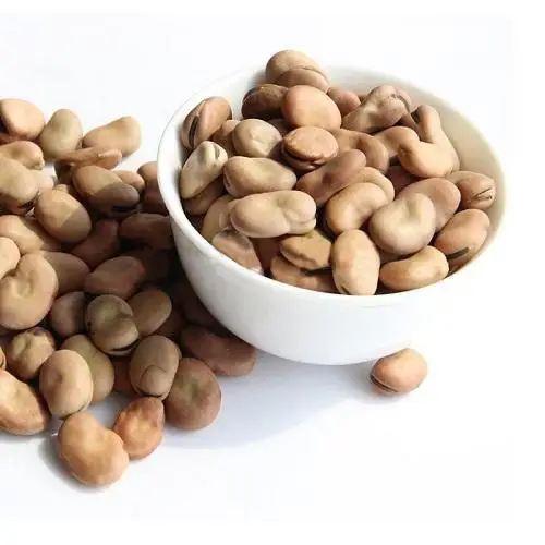 Faba  beans  broad  beans  / Quality  Baby Broad Beans