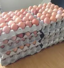 Fresh Chicken Eggs / Round Table Eggs