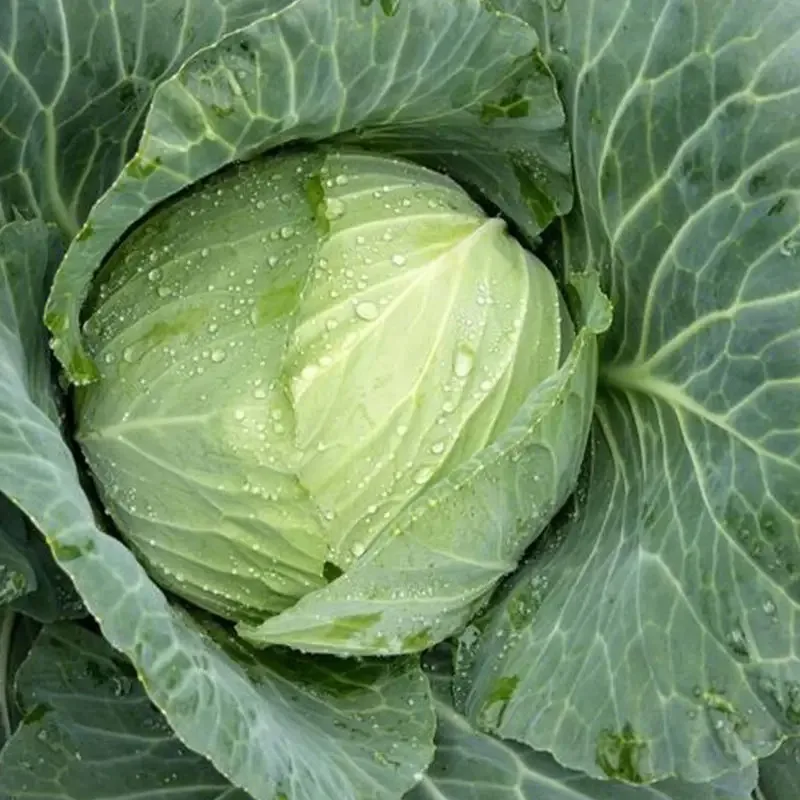 Thailand 100% High Quality Organic Cabbage Fresh with Customized Logo and Packing ~ Fresh Vegetables Export Standard