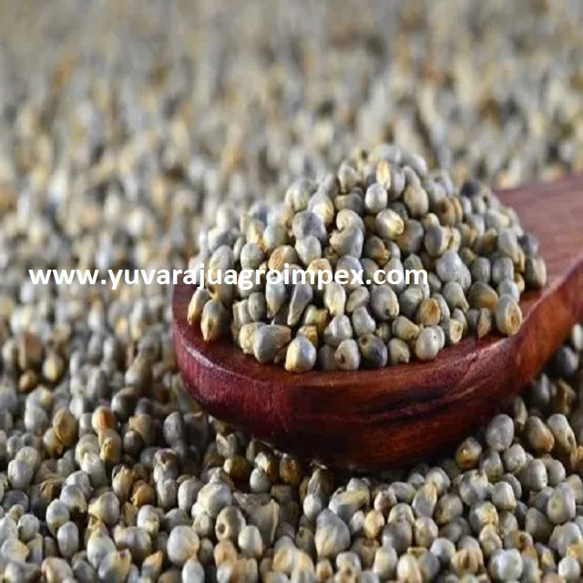 Indian Authentic Drying  Sajje / Kambu / Bajeer Millet with superior taste at lowest price from Exporters in India