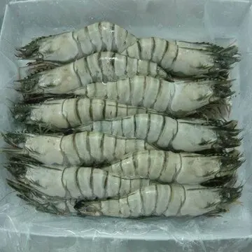 Fresh Frozen Aquaculture Black Tiger Head-on Shrimps For Sale