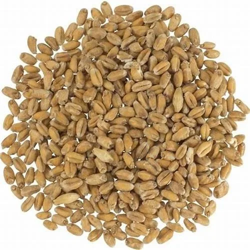 High Quality Soft Hard Wheat Grains 100% Pure Wheat Barley Soft Milling Wheat Ready for Export at Low Price Premium Quality