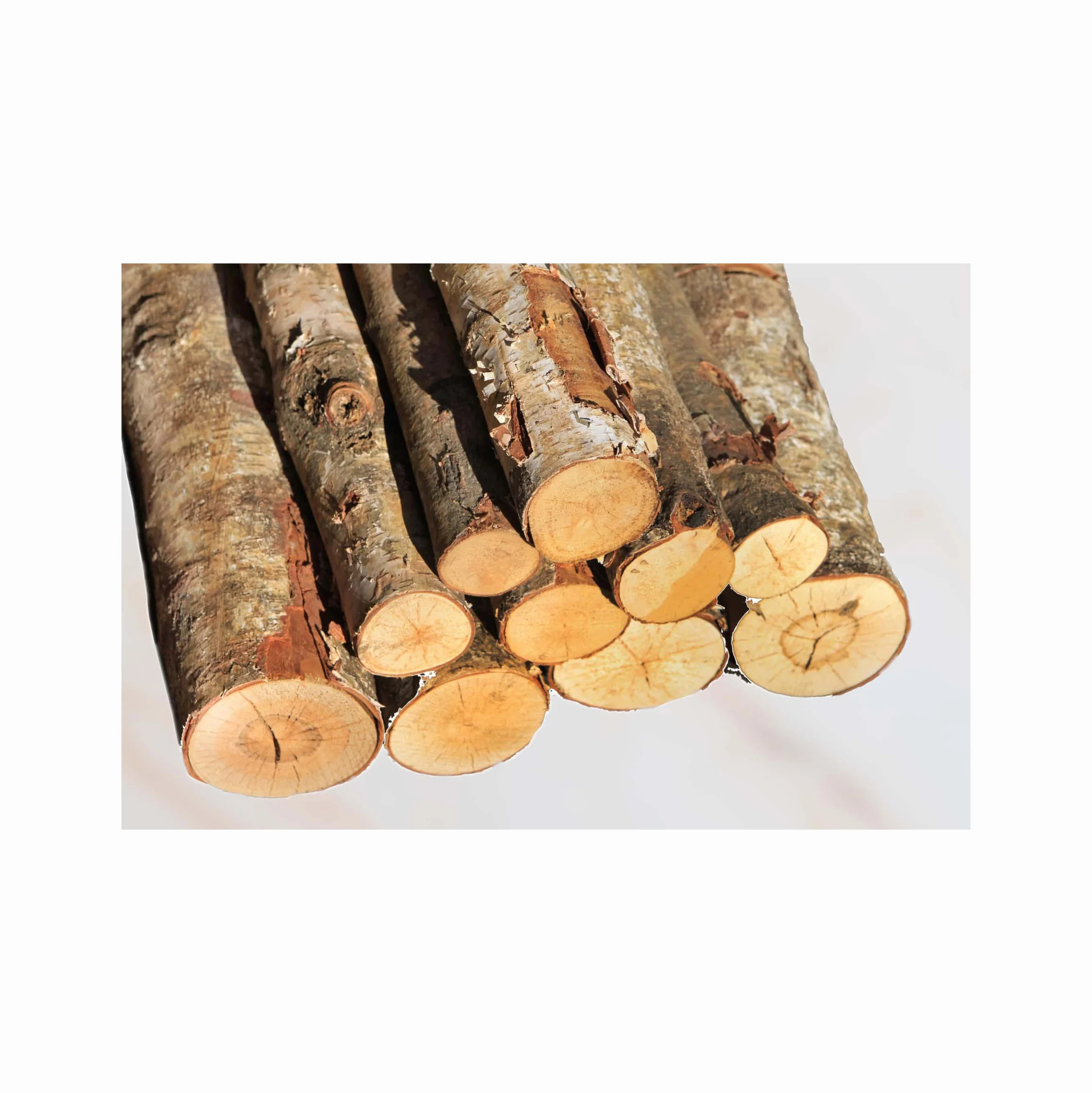Hot Sale Beech Wood Logs and Lumber/Oak Wood Logs