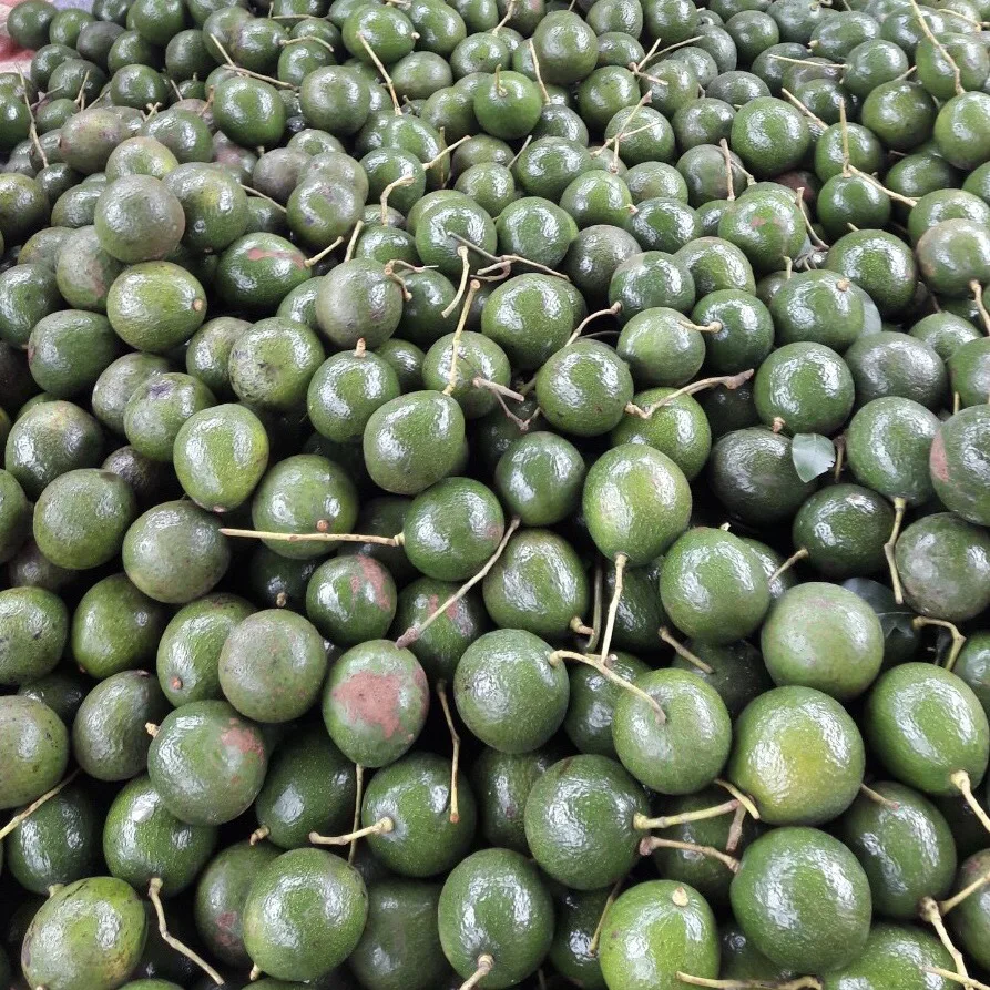 Высококачественный свежий авокадо от золотого вьетнамского поставщика фруктов и овощей