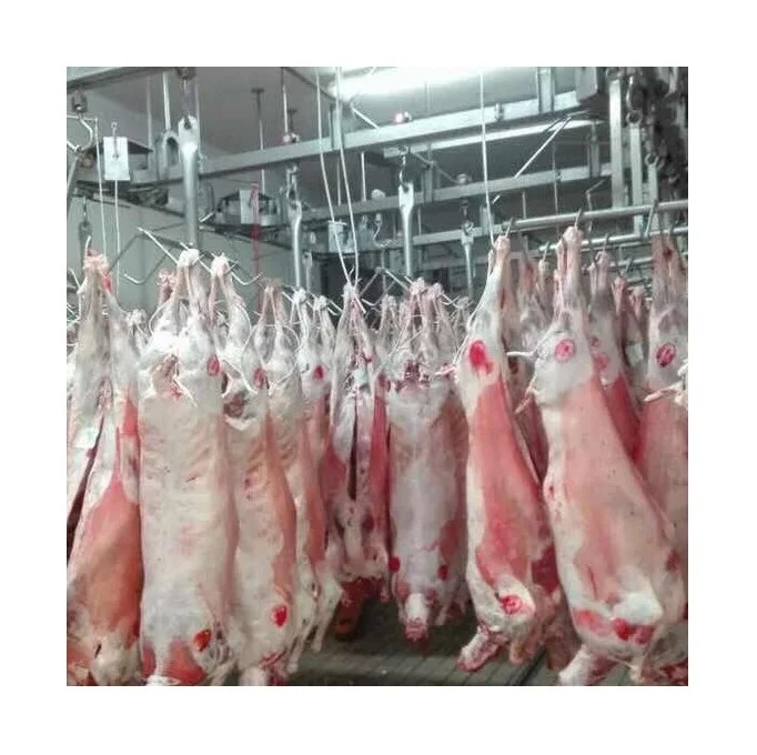 Frozen and Fresh Lamb Carcass / Lamb Meat