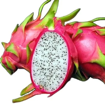 Вьетнамские стандарты экспорта сельскохозяйственных тропических свежих фруктов 100% зрелых дракона с общим