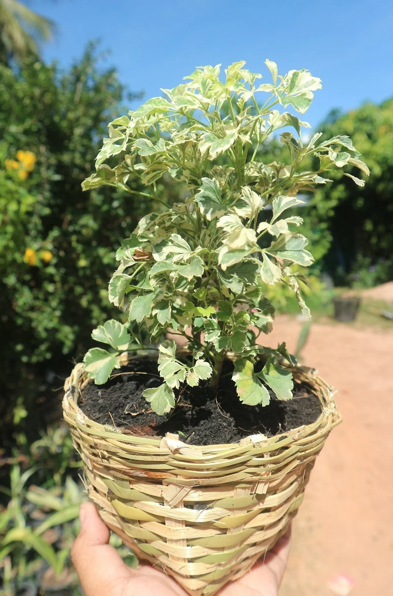 Natural Handmade Bamboo Basket, Bamboo Weave Planter Flower Pot with Plastic