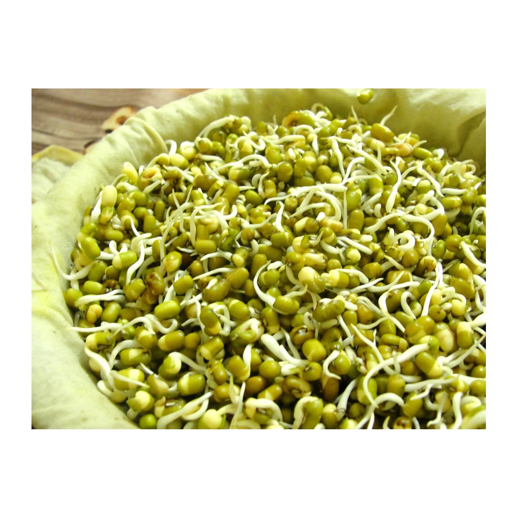 Wholesale Natural Organic High Quality Green Mung Beans For Sprouting Green Gram Beans Green Vigna Beans
