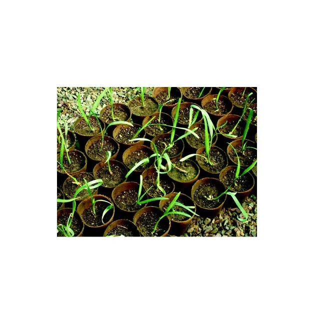 Fresh and Healthy Green Barhee Dates Tissue Culture Palm Seedling Young for Home Decoration tissue culture dates seedling