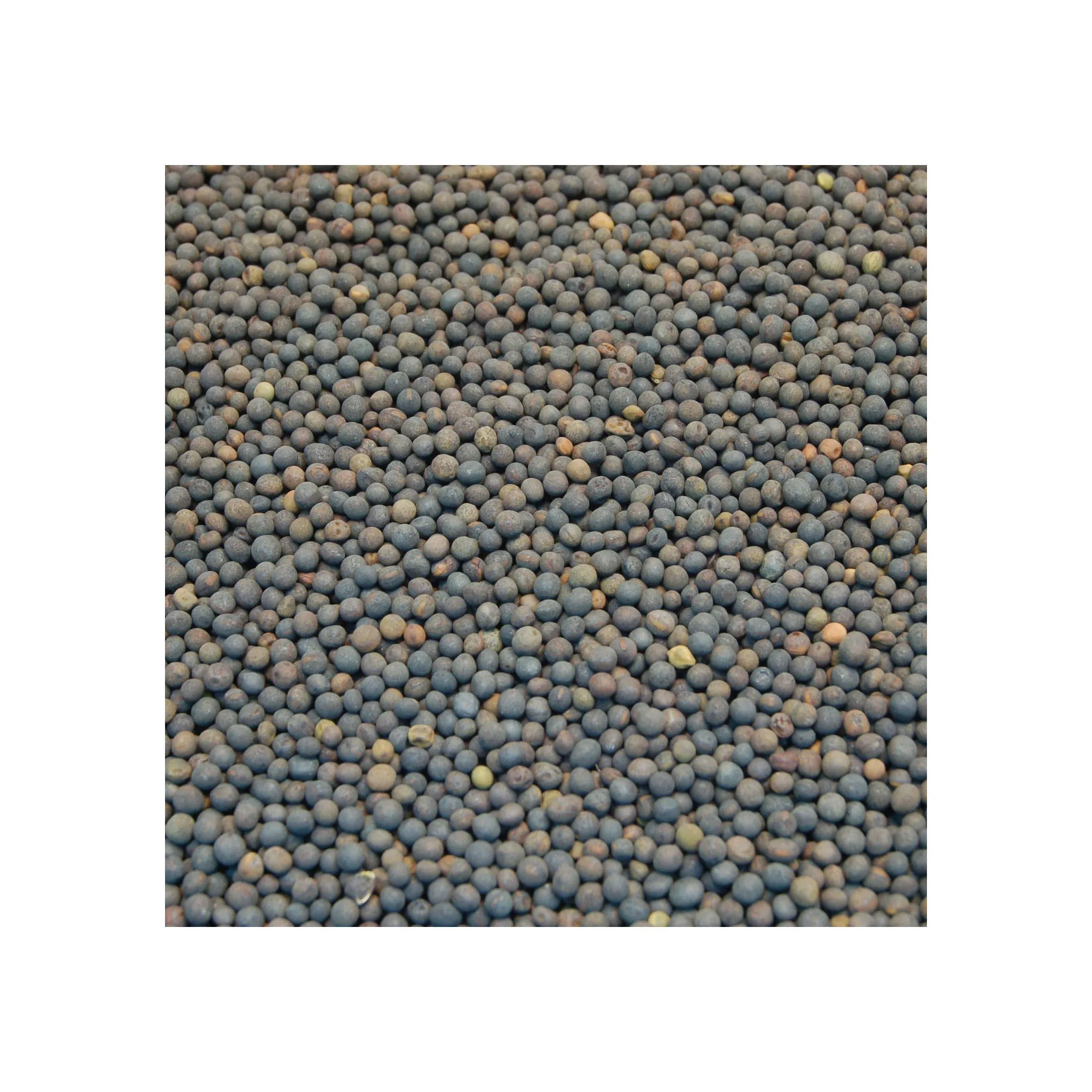 Best Selling Premium Wholesale Vetch Seeds