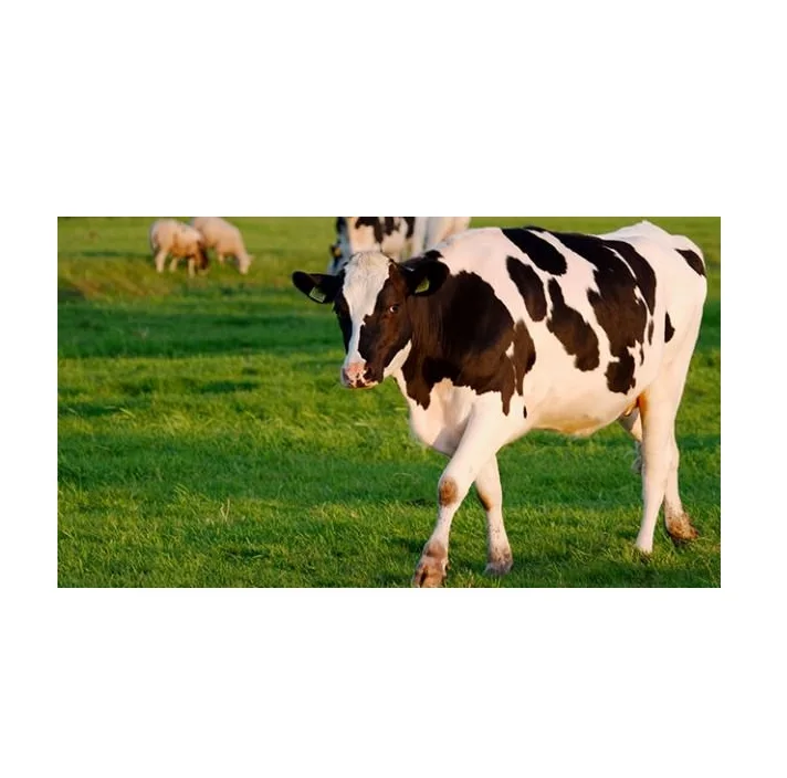 Молочный скот Holstein Friesians