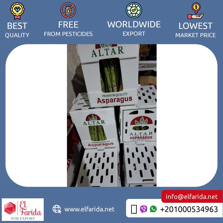 Leading Exporter of Premium Quality 100% Natural Green Fresh Vegetables Asparagus for Bulk Purchase
