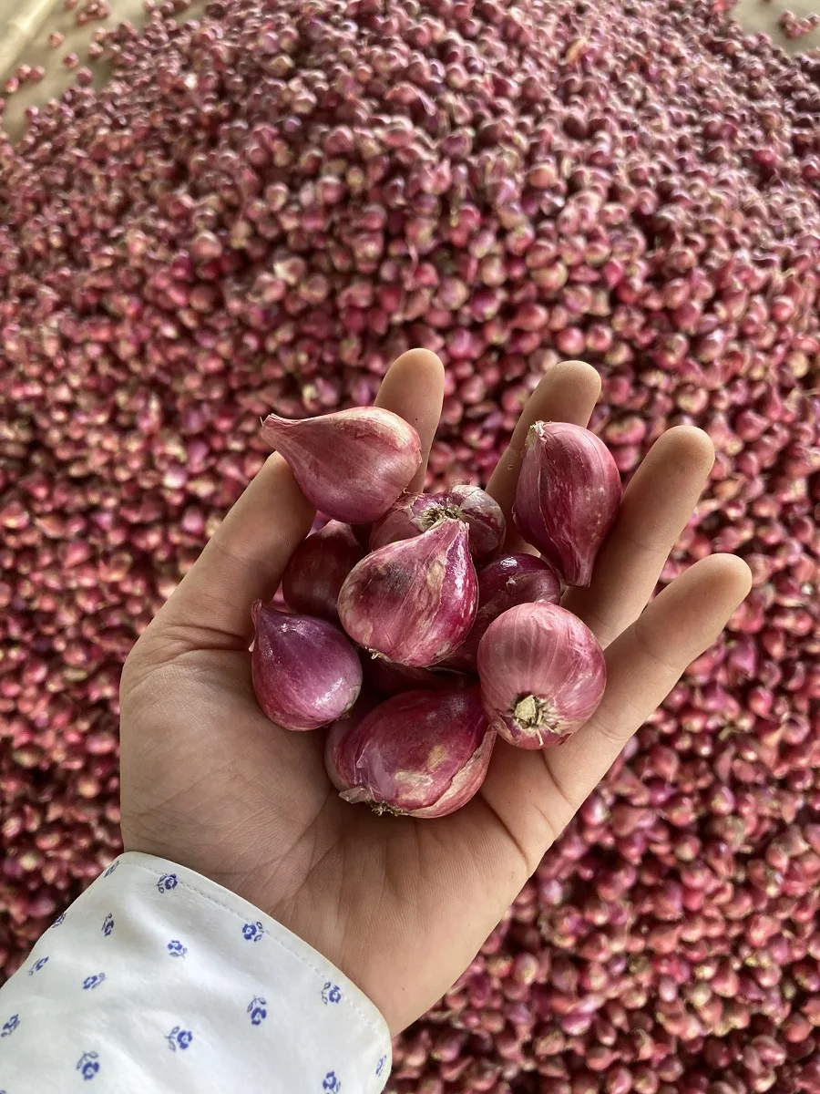 Bawang Kecil Siam Thai Vegetable Fresh Red Shallot +66934602728 Onion Mesh Bag Premium Grade from Thailand