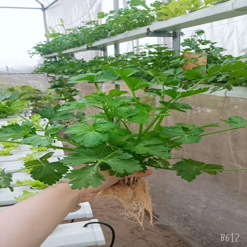 Хит продаж, органическое удобрение, питательный раствор, высокое качество, хорошая производительность, вьетнамский компост, жидкий питательный раствор