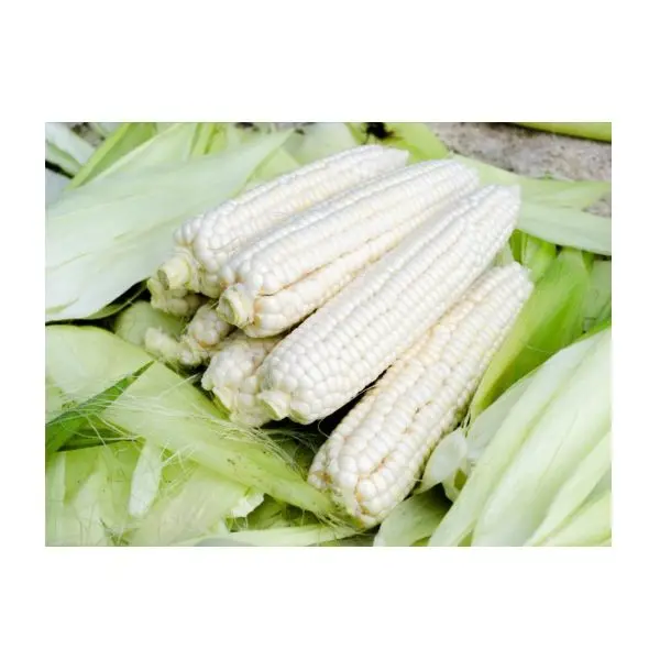 Buy Wholesale GMO Top quality Dried Yellow Corn - Maize Dry For Animal Feed For Export