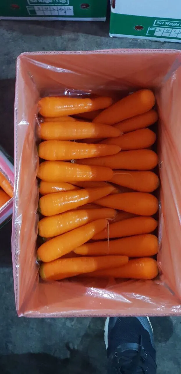 Preferential price of Vietnam new crop of fresh organic vegetables orange carrot fresh carrot