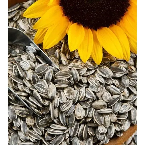Oil extraction sunflower seed bulk supplier from India wonder prices