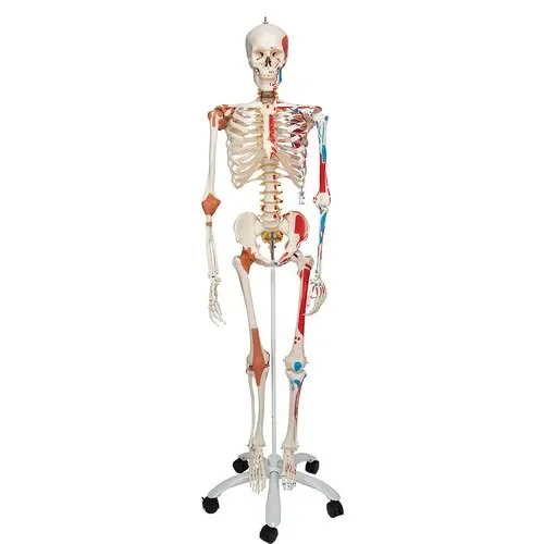 High quality A  One manufacturer LIFE SIZE  WITH LIGAMENTS AND PAINTED MUSCLES educational model