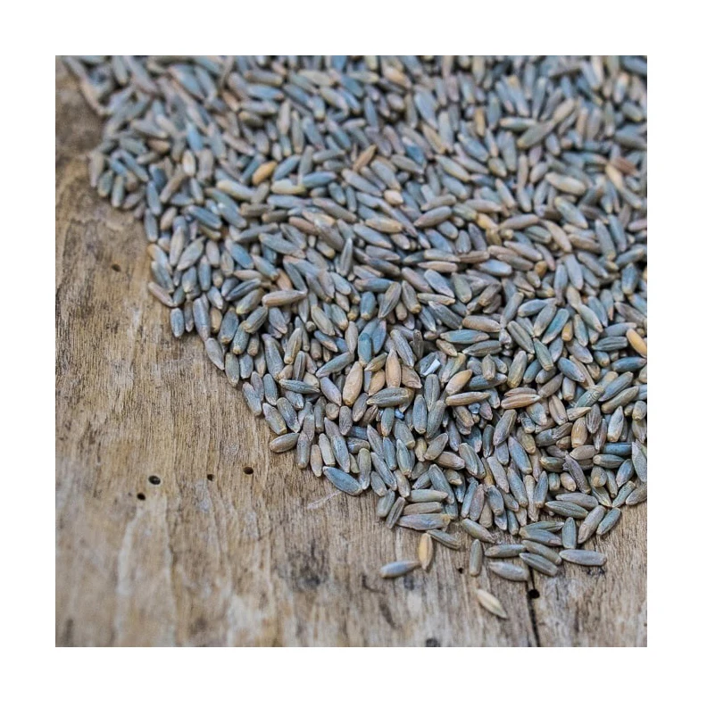 High Quality Rye GROUND FLOUR special for Rye Bread Hot Selling Price Organic Rye Grains in Bulk Top Quality