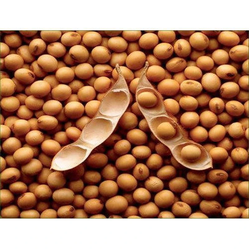 Best Quality Natural and Non- GMO Yellow Soybean Seeds / Soybean / Soya beans High Quality Canada Origin Soybeans