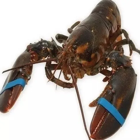 Factory Direct Supply Delicious Frozen Crawfish Marinated Lobster