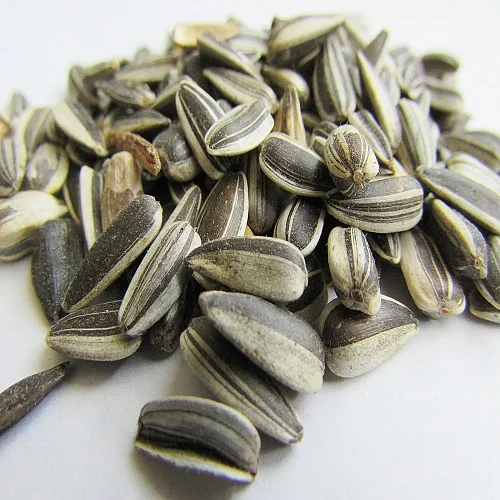 Premium Factory Supplier Wholesale Sunflower Seed 361 Sunflower Seeds Fresh Sunflower Seeds