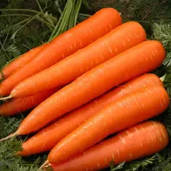 Natural Sweet and Fresh Carrots and Oranges Popular Export Quality from Vietnam for Export
