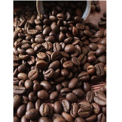 OEM ODM Rainforest Alliance Certified Organic Cultivation Type Vietnam Honey Robusta Screen 18 Coffee Beans