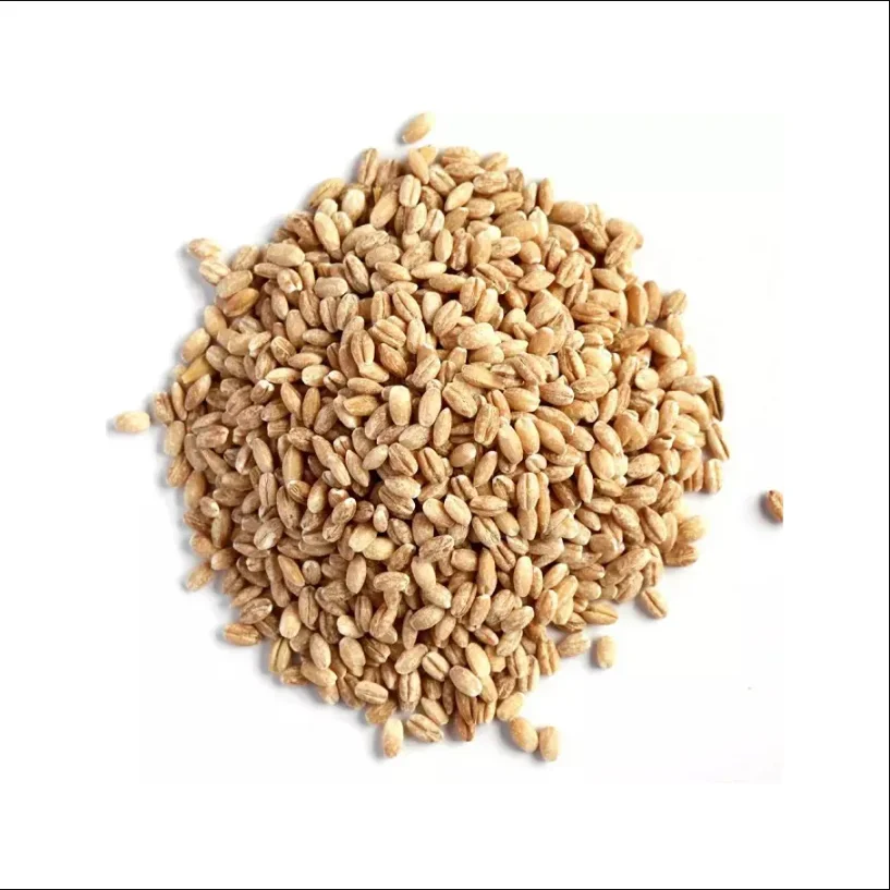 Wholesales Barley Seeds/Animal feed barley/bulk barley grains for sale