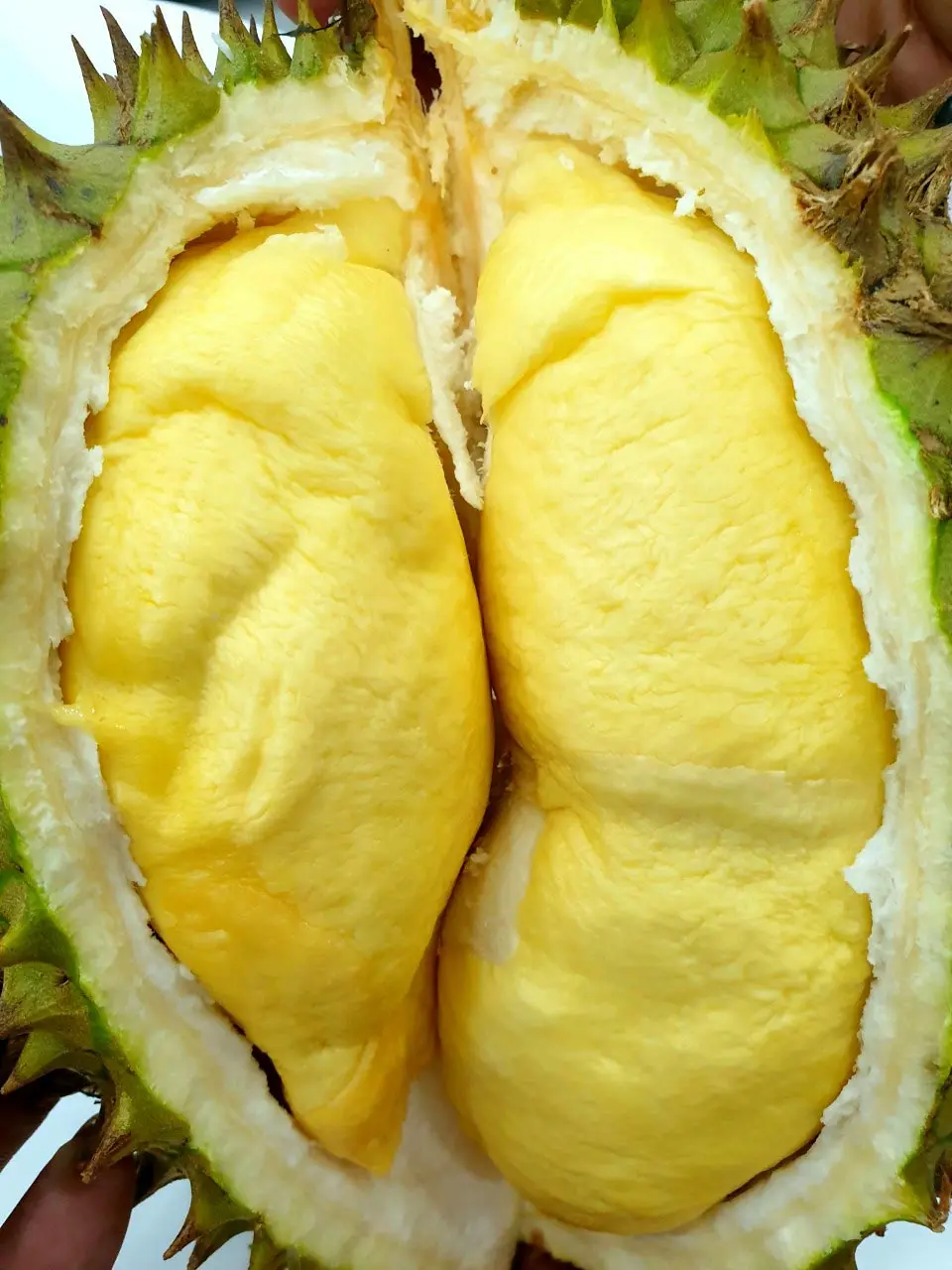 Fresh Monthong Durian from Vietnam with Bright Yellow and Good Taste | Best seller 2022 (Wholesale)