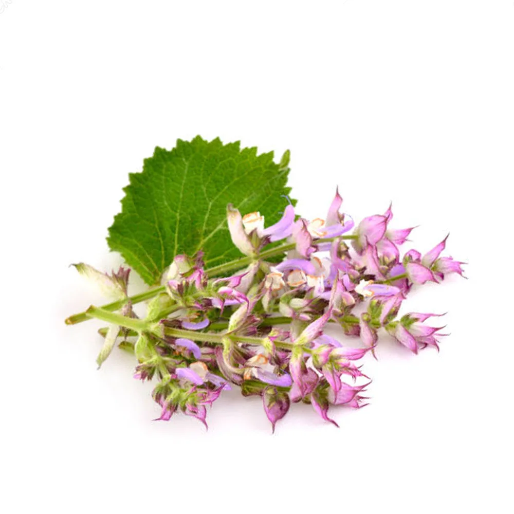 Clary Sage Oil 100% Pure and Natural for Food Cosmetic and Pharma Grade Impeccable Quality at the Best Prices