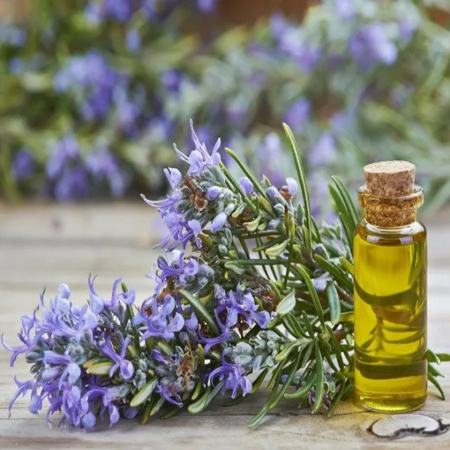Supplier of Rosemary oil from India