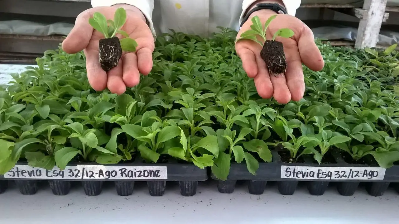 Raizone Plus (Rooting powder) 50g Phytoregulator