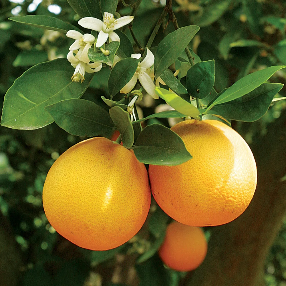 Natural Valencia Orange Very Sweet Juice Citrus Fruits Supply Manadarin, Lemon concertrates