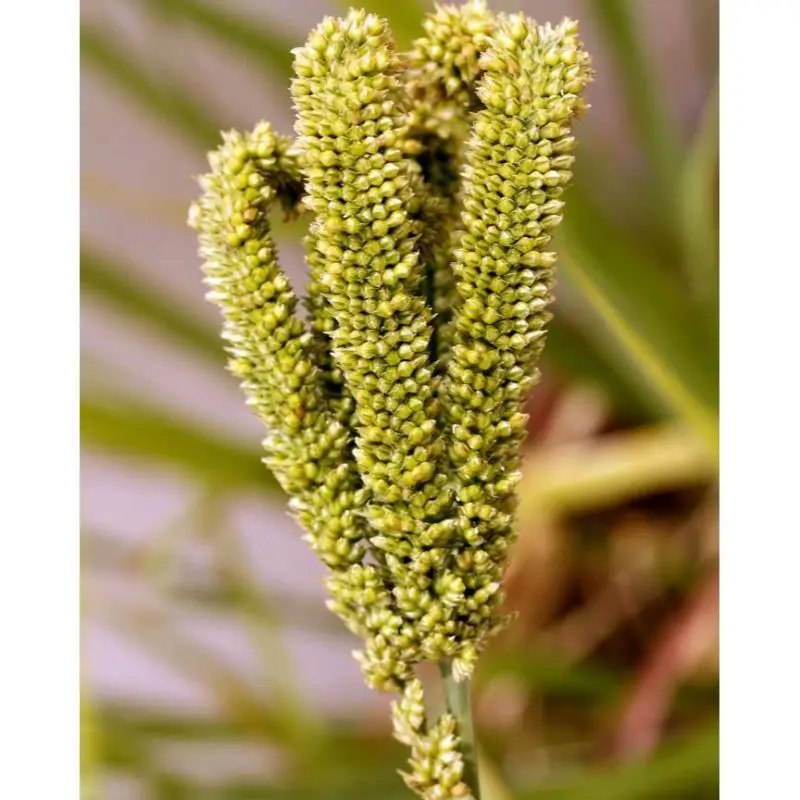 Bajra / Green Millet for animal feed in foreign matter 3% exporter by MN GLOBAL IMPEX