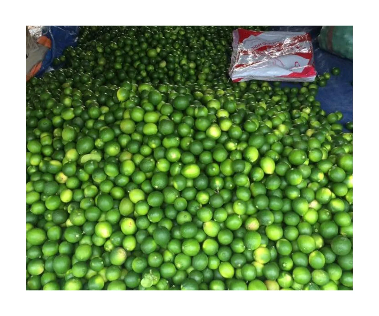 FLAT RATE Organic Fresh seedless lime/green lemon fresh fruit without seed from Vietnam farm