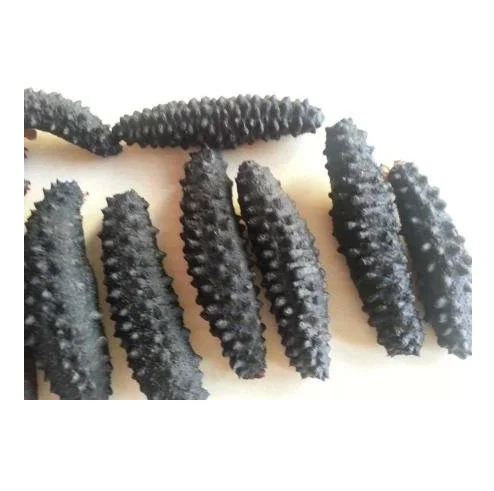 Wholesale Supplier of Dried Sea Cucumber Seafood Bulk Quantity Ready For Export