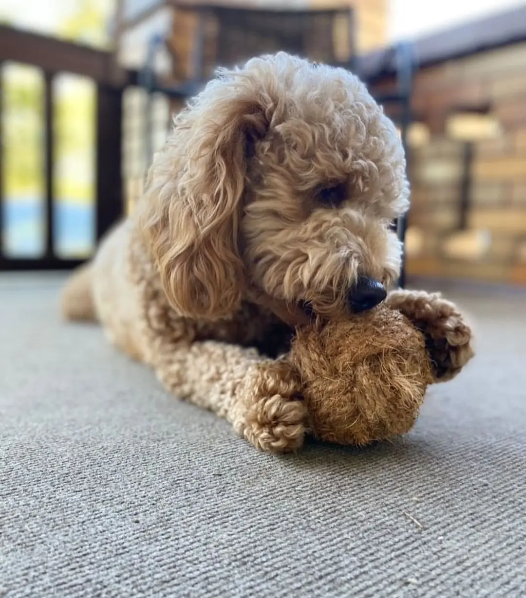 Manufacture Safe Natural Coconut Fiber Ball Dog Chew Toys From Vietnam At The Best Wholesale Price / Coconut Fiber Pet Toy