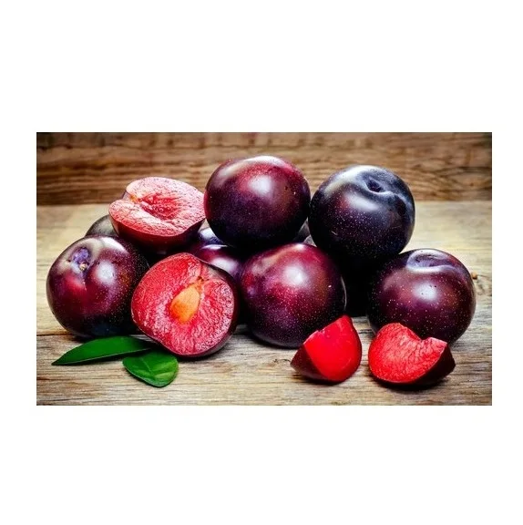 Cheap Wholesale Top Quality Fresh Fruits Plums In Bulk