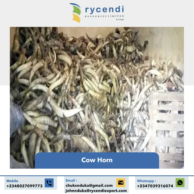 Superior Quality Hot Selling Craft Products Nigerian Origin Natural Crafts Cow Horns at Wholesale Market Price