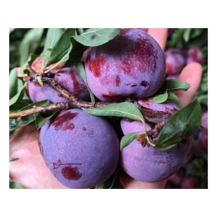 fresh plum delicious Competitive Price raw ingredients using for many purposes TCVN packing in carton Vietnam Manufacturer