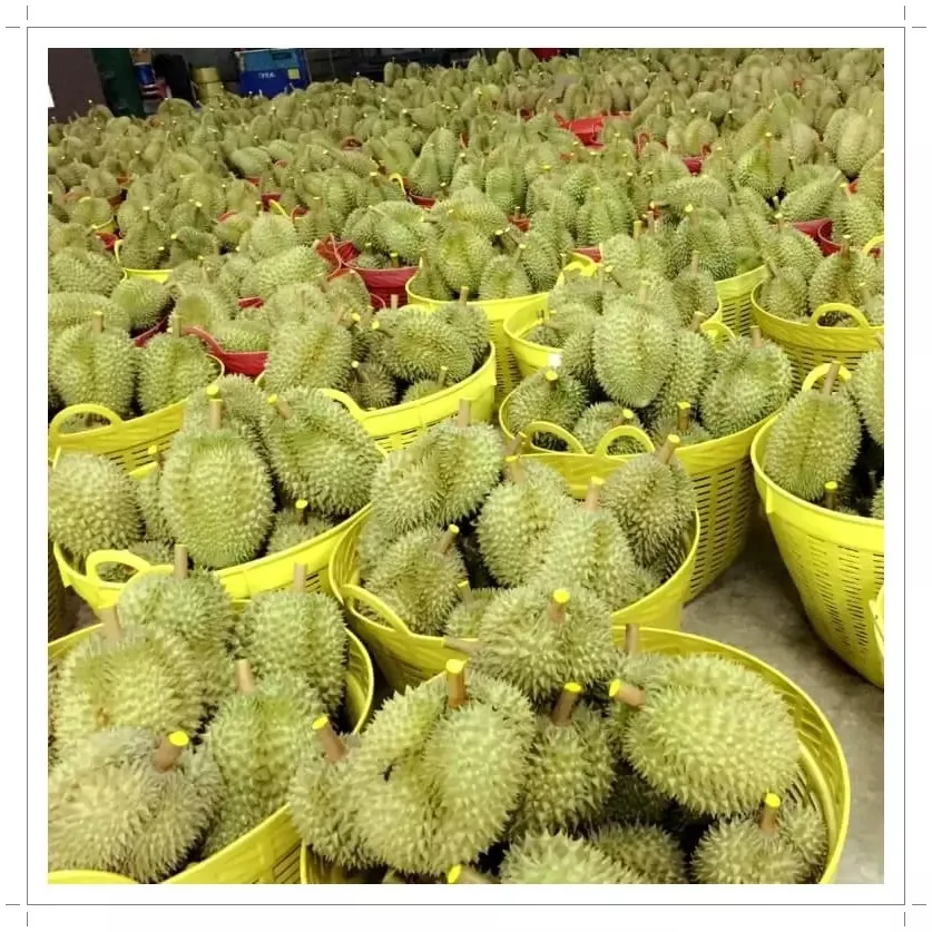 Monthong Durian Made In Vietnam So Fresh Premium Quality Fresh Whole Piece /Frozen Pulp Durian Fruit Monthong