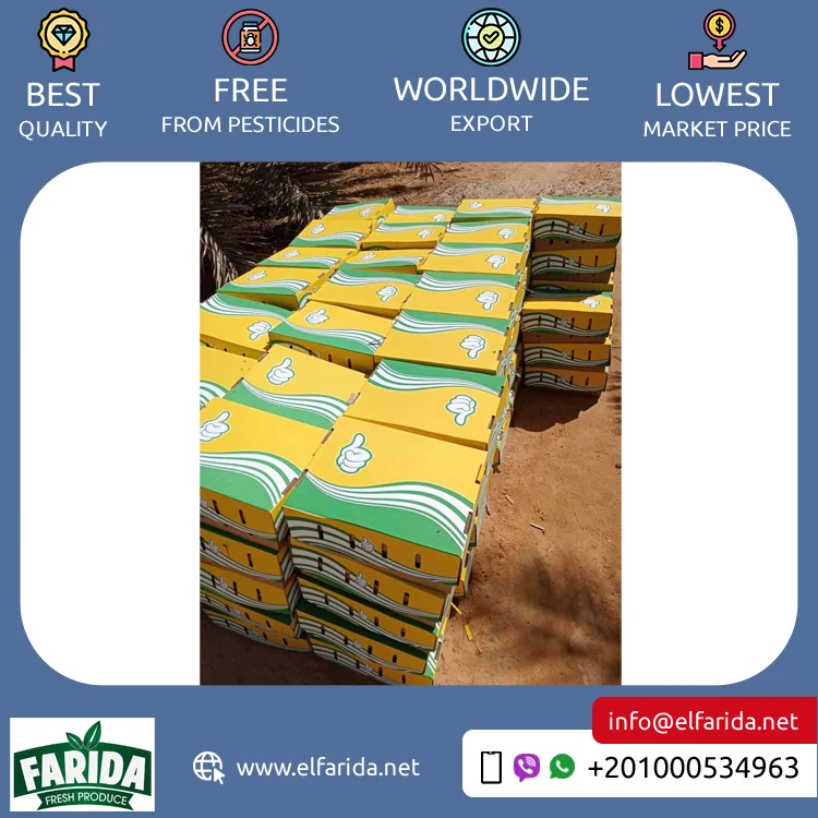 Egyptian Supplier Selling Good Quality Wholesale Sweet and Delicious Taste Natural Fresh Fruit Barhi Dates / Berhi Dates