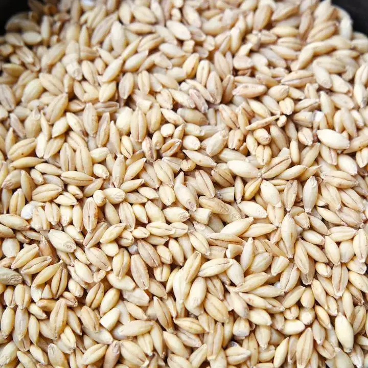 Wholesale Pure Barley Grain
