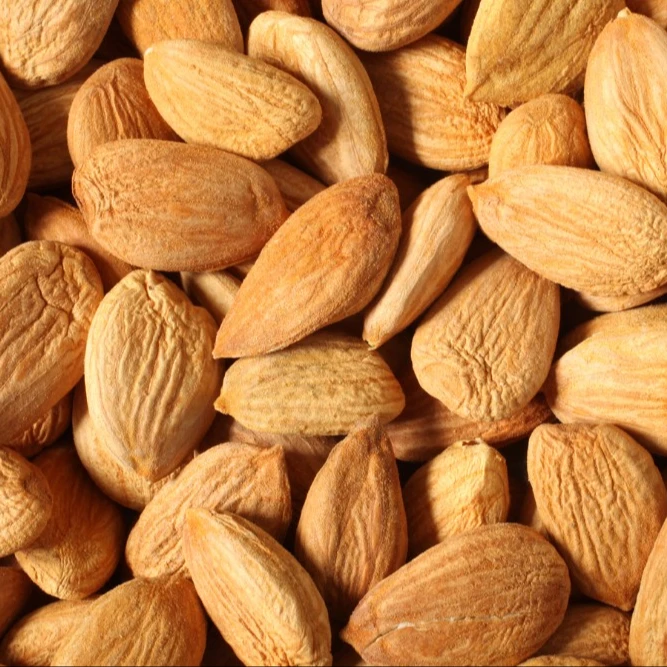 Dried top quality sweet bulk apricot kernel with shell /without shell as your needs