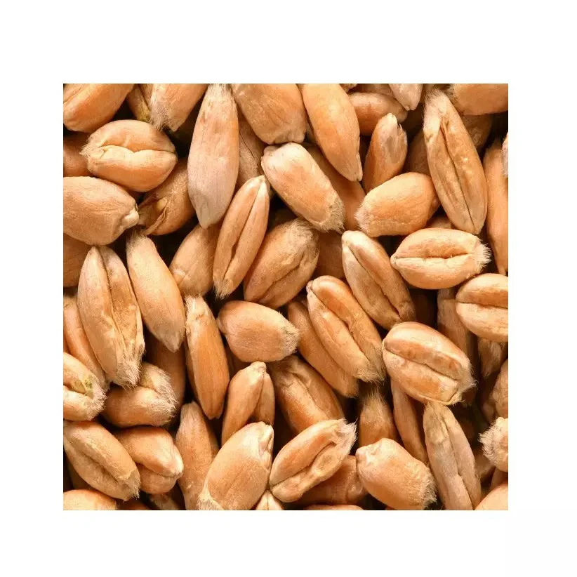 Bulk Malted Barley, Barley Grain Ready For Export
