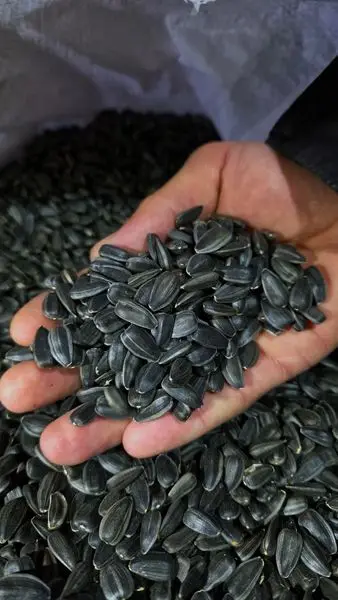 Black Sunflower Seeds